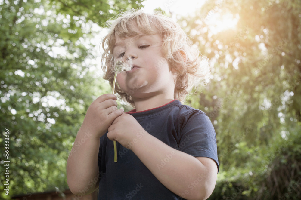 Small boy blowing dandelion, Bavaria, Germany Small boy blowing dandelion, Bavaria, Germany