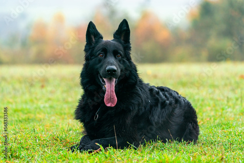 German Shepherd dog in a park - portrait with selective focus