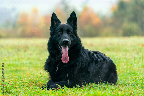 German Shepherd dog in a park - portrait with selective focus © beataaldridge