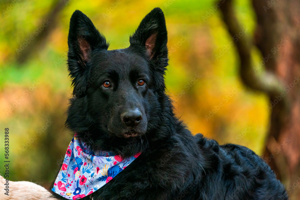 German Shepherd dog in a park - selective focus