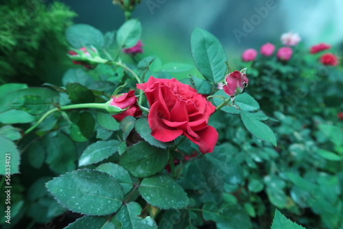 red rose for symbol of love and valentine day whishes