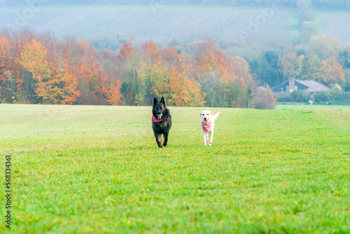 German Shepherd and white labrador dogs in a park - selective focus © beataaldridge