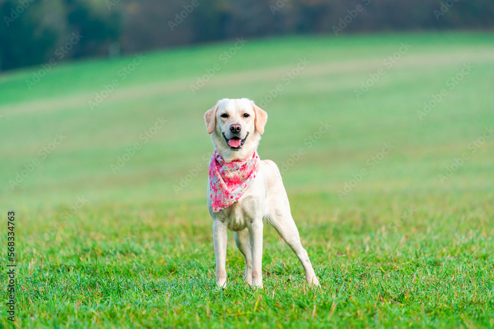 White labrador dog in a park - selective focus White labrador dog in a park - selective focus