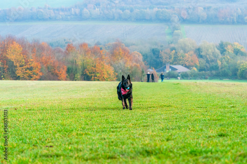 German Shepherd dog in a park - selective focus
