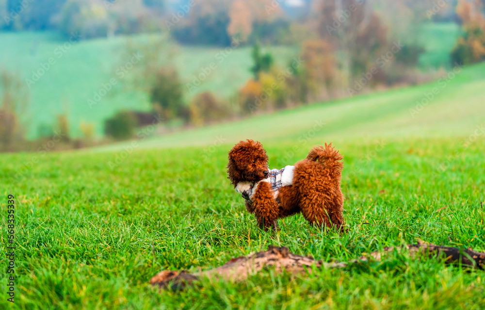 Fototapeta premium Ginger toy poodle puppy in a park - selective focus