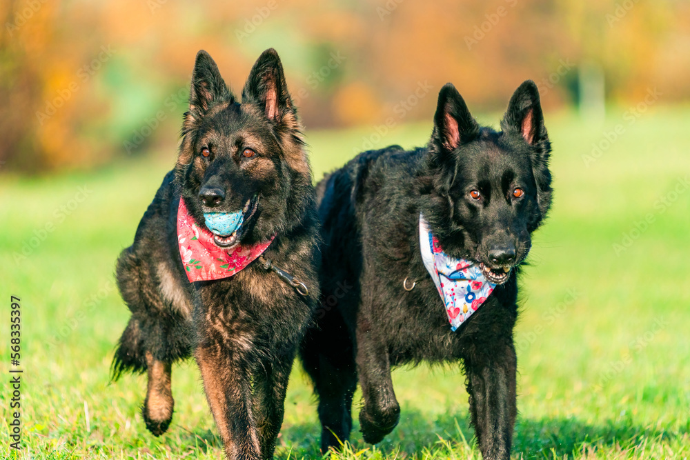 Two German Shepherd dogs in a park - selective focus on one dog Two German Shepherd dogs in a park - selective focus on one dog