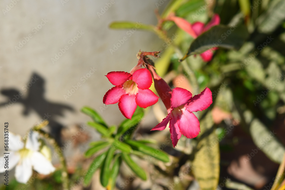 Red adenium flowers in the garden. Red adenium flowers in the garden.
