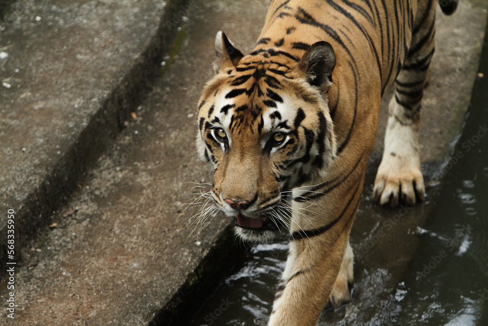 Fototapeta premium Bengal tiger in the zoo