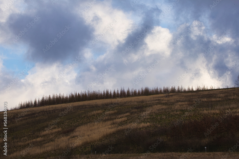 Obraz premium Trees on the horizon