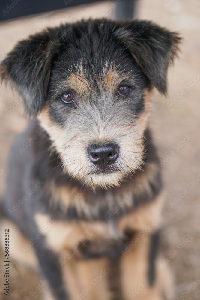 Lovely puppies living in the mountain, Ta Xua, Son La Vietnam Lovely puppies living in the mountain, Ta Xua, Son La Vietnam
