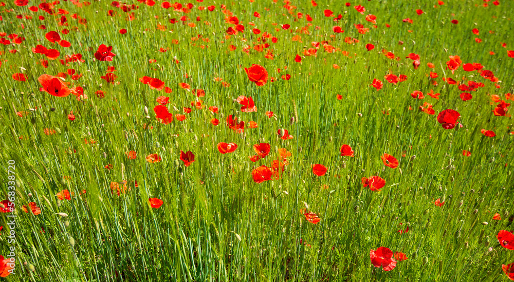 the red of the poppies colors the green meadow