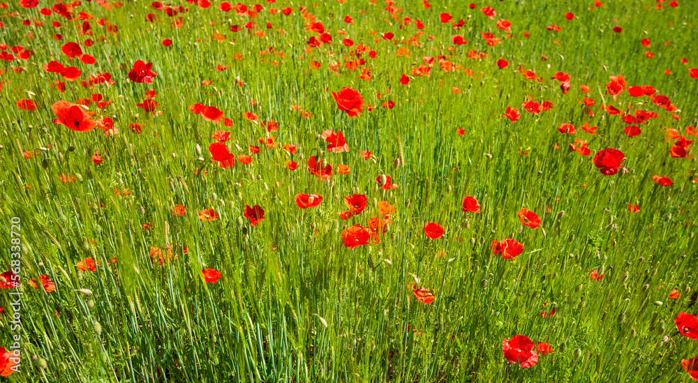 the red of the poppies colors the green meadow the red of the poppies colors the green meadow