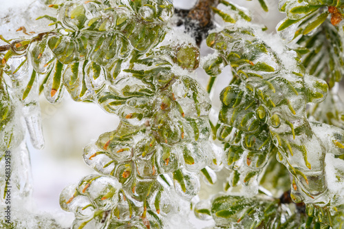 Branches covered with a crust of ice after icy rain. Natural disaster.