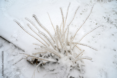 Branches covered with a crust of ice after icy rain. Natural disaster.