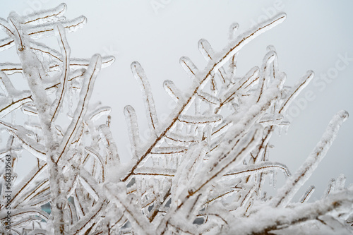 Branches covered with a crust of ice after icy rain. Natural disaster.