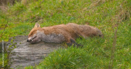 Red Fox lying dead on the grass roadkill predation hunting photo
