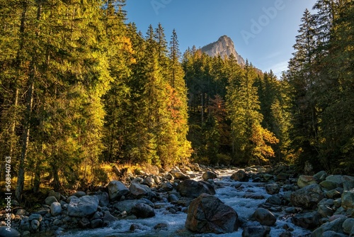 Wild mountain stream, an autumn colored forest, shining rays of the sun and a peak of a rocky mountain. Javorova Valley in Slovakia, sunny autumn afternoon