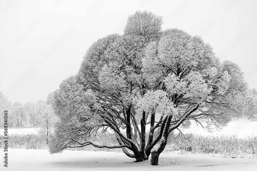patterned drawings of snowy tree branches, mottled texture, winter texture, foggy and grainy snow fall background