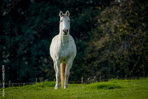 white horse standing on a green field in the spring during a sunny day
