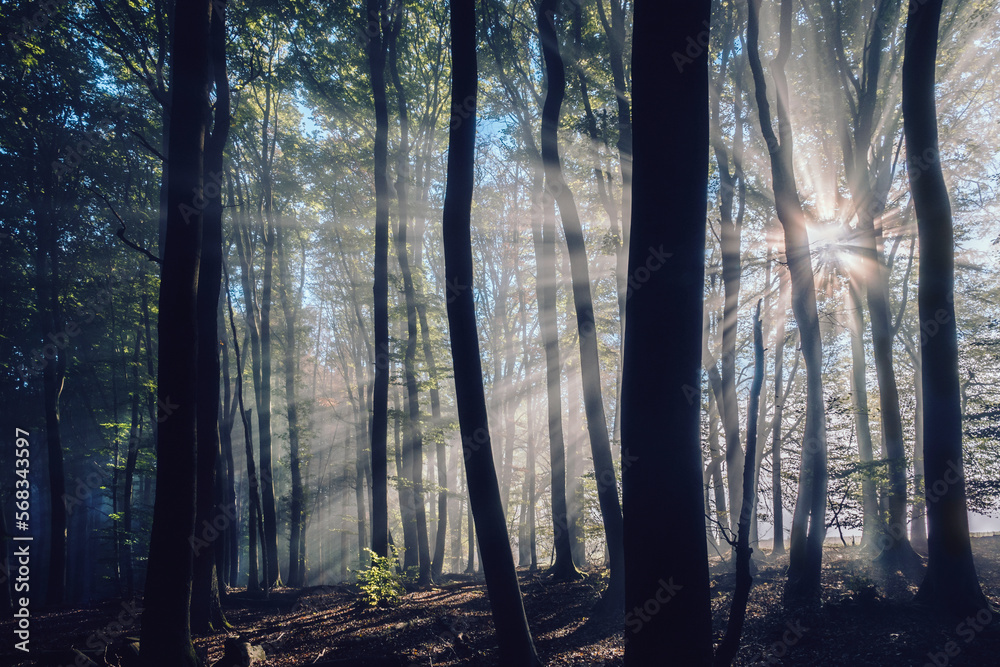Naklejka premium Sonnenstrahlen Nebel Hochwald mit Buchen, Waldstimmung