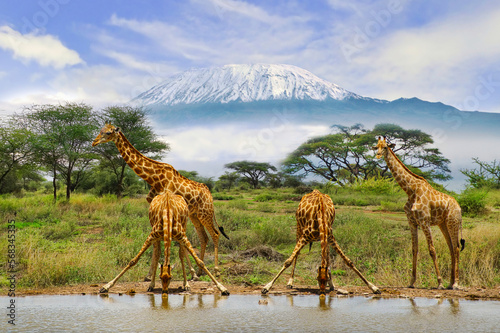 Giraffen und der Kilimandscharo im Amboseli Nationalpark  photo