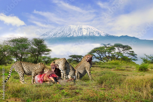 Geparden und der Kilimandscharo im Amboseli Nationalpark photo
