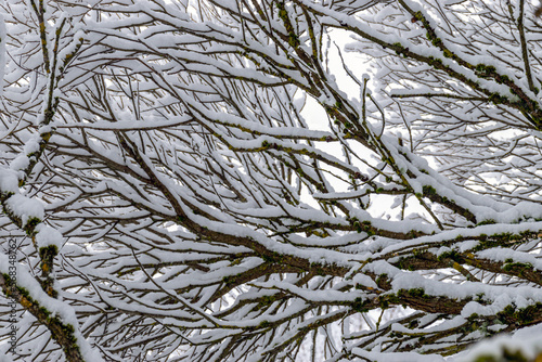 patterned drawings of snowy tree branches, mottled texture, winter texture, foggy and grainy snow fall background