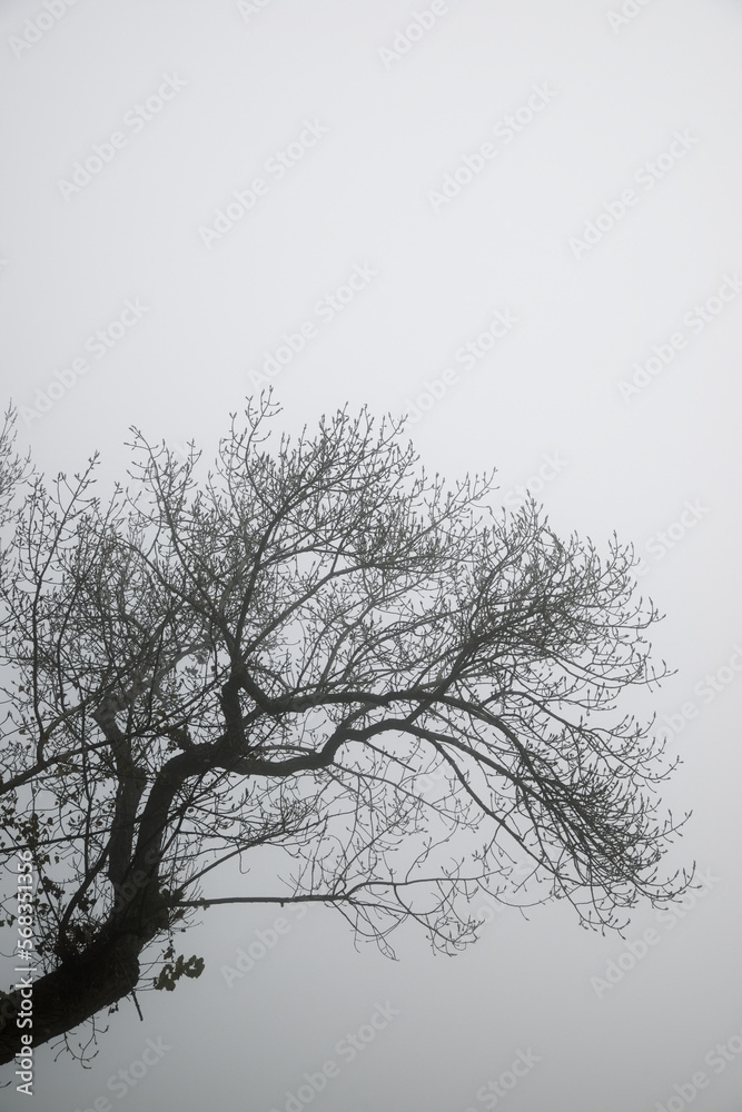 Tree between the fog, Zaragoza province in Spain. Tree between the fog, Zaragoza province in Spain.