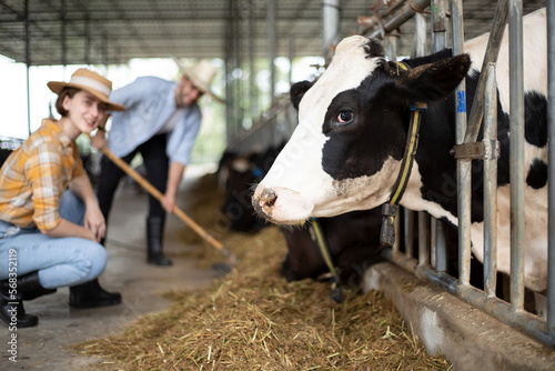 Couple agriculture industry, farming and animal husbandry concept - herd of cows eating hay in cowshed on dairy farm