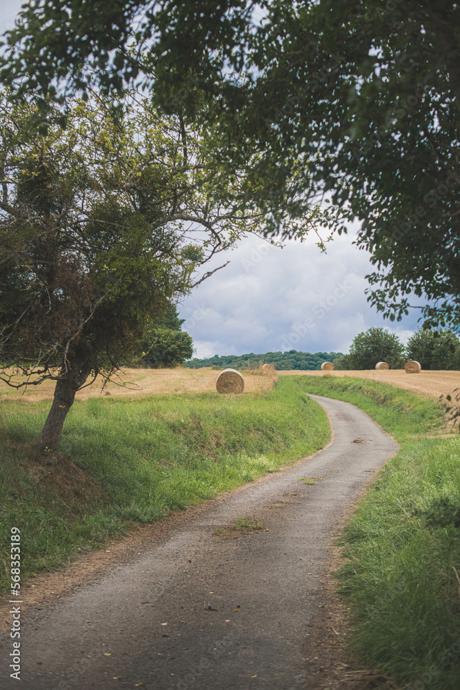 Hay bales in a field along the road