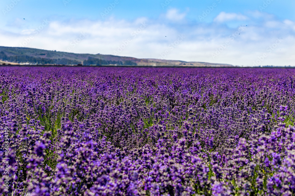 Bright purple Lavendar fields in the sun