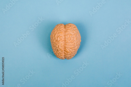 Human brain Anatomical Model, photo
