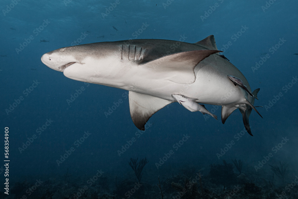 Lemon shark up close Lemon shark up close