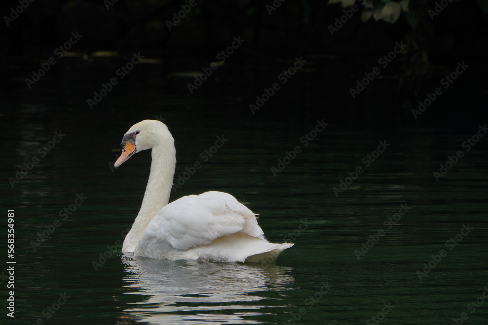 Fototapeta premium Swan