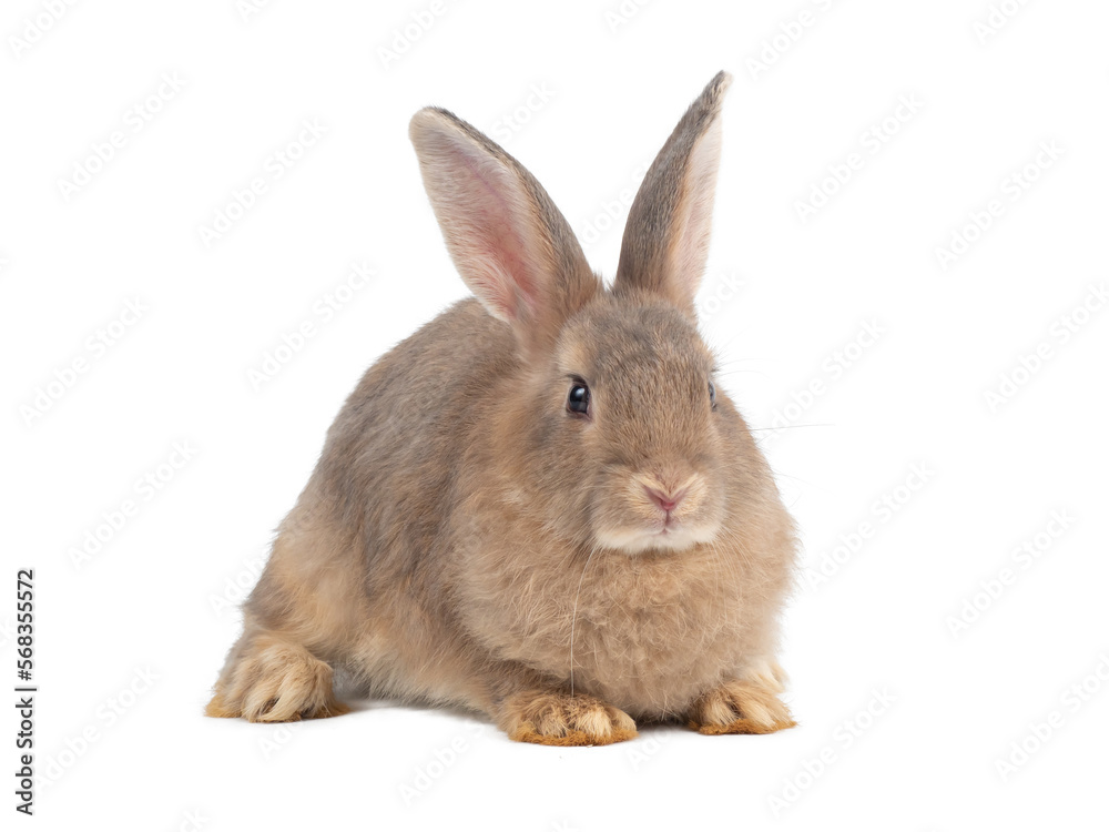 Front view of brown rabbit sitting on white background. Lovely action of young rabbit. Front view of brown rabbit sitting on white background. Lovely action of young rabbit.
