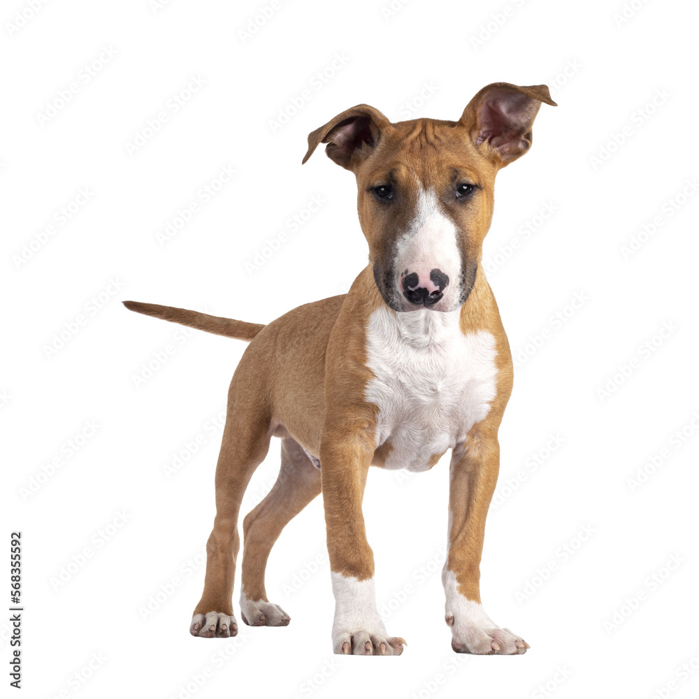 Handsome brown with white Bull Terrier dog, standing facing front. Looking beside camera. Isolated cutout on transparent background.