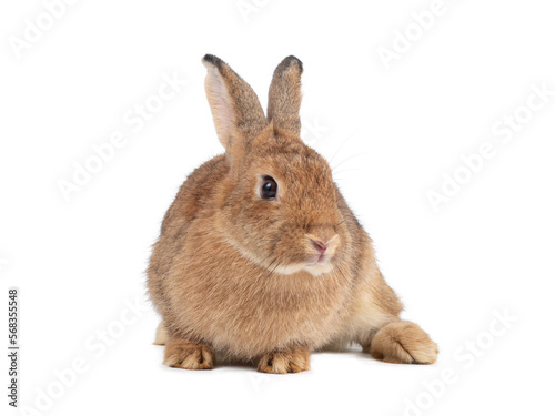 Front view of adult orange rabbit sitting on white background. Lovely action of young rabbit.