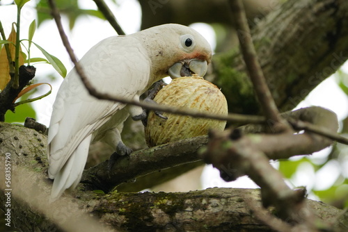 Goffin's Cockatoo