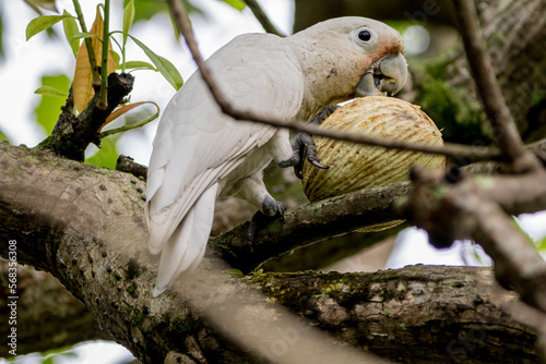 Goffin's Cockatoo