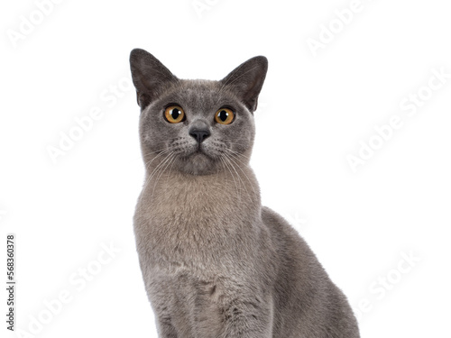 Head shot of Blue burmese cat kitten, sitting up facing front. Looking  towards camera. Isolated cutout on a transparent background. photo