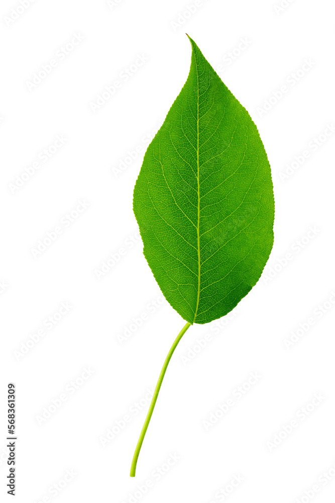 Obraz premium Green leaf isolated. Plum leaf on white background.