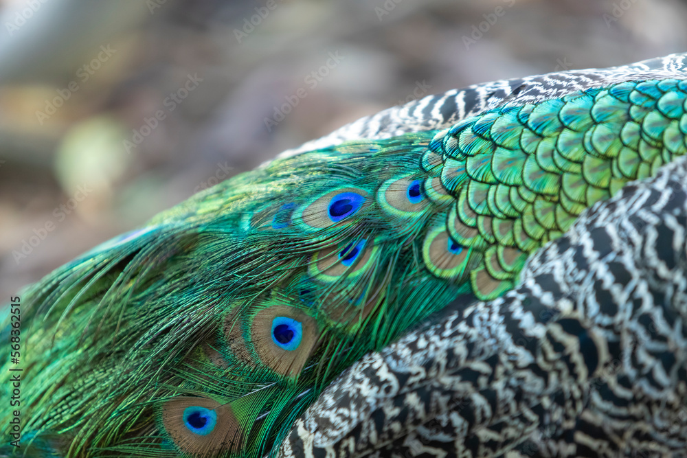 Obraz premium Pavone