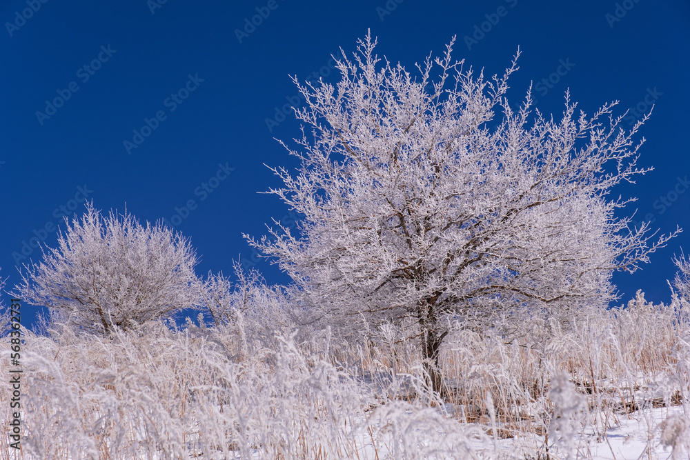 Amazing view of frosted trees and reeds on a frosty winter day Amazing view of frosted trees and reeds on a frosty winter day