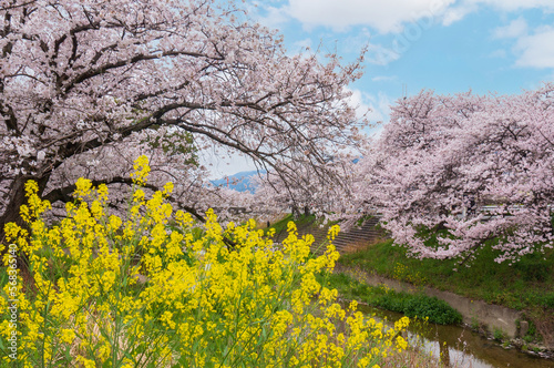 春のイメージ　満開のさくらと菜の花 © hirobirock