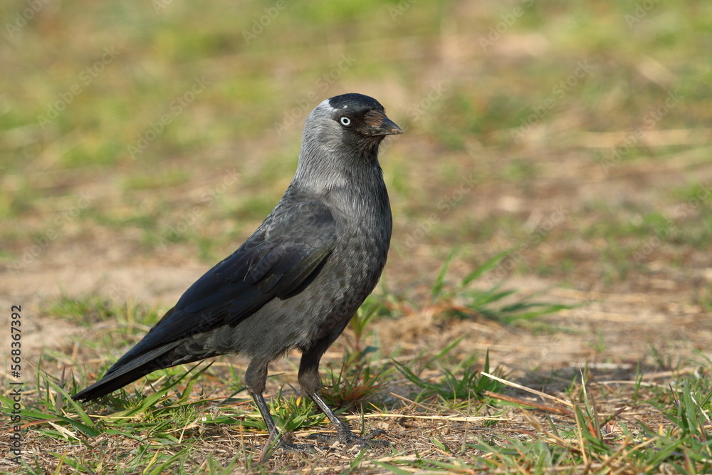 Jackdaw on the grass Jackdaw on the grass