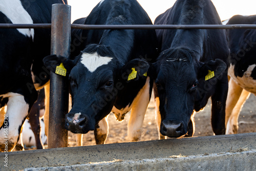 Milk cows on a outdoor farm eating a fresh hay. Modern farm cowshed with milking cows. Dairy cows. Livestock concept.