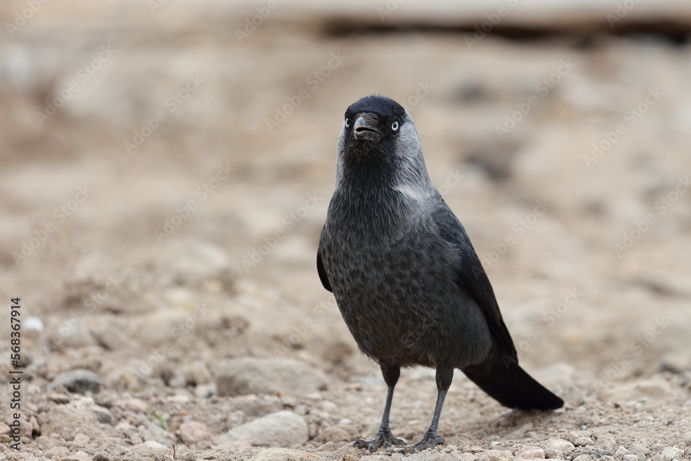 Obraz premium Jackdaw standing on the ground