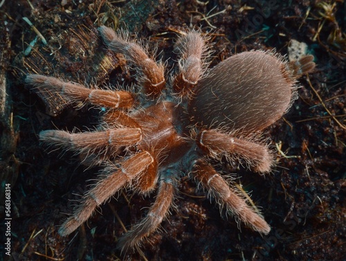 Pelinobius muticus - Niekoronowany król afrykańskich pająków.