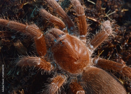 Pelinobius muticus - Niekoronowany król afrykańskich pająków.