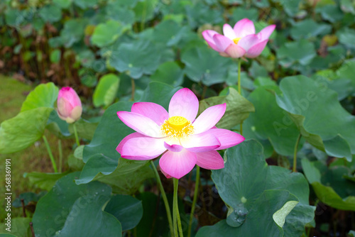 Beautiful blooming pink lotus flower with green leaves